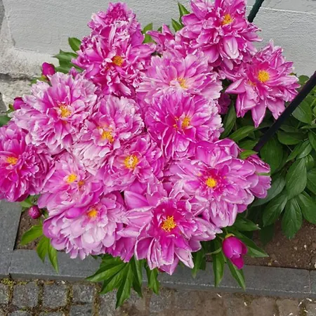 Ado's * Szarajevó